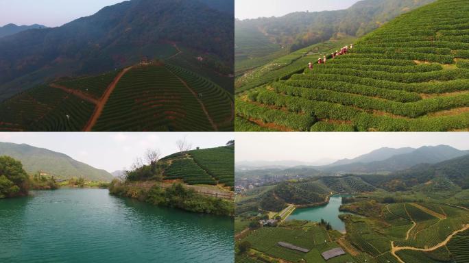 龙池古井航拍茶叶风景