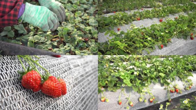 草莓草莓苗苗草莓种植