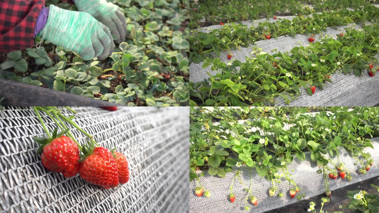 草莓草莓苗苗草莓种植