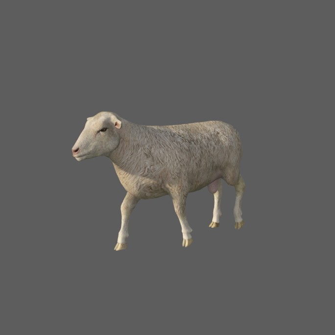小羊——2K无损免扣动态素材