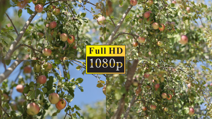 苹果树空境【1080P】