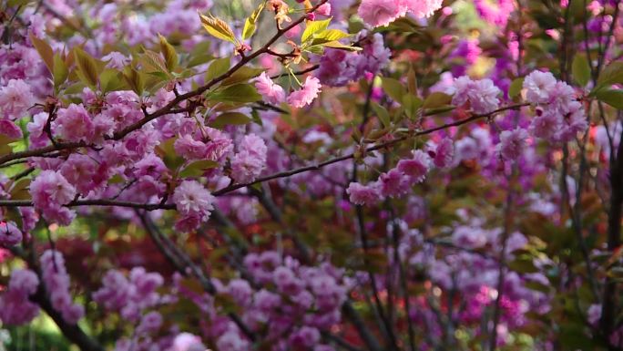 山花野花开放