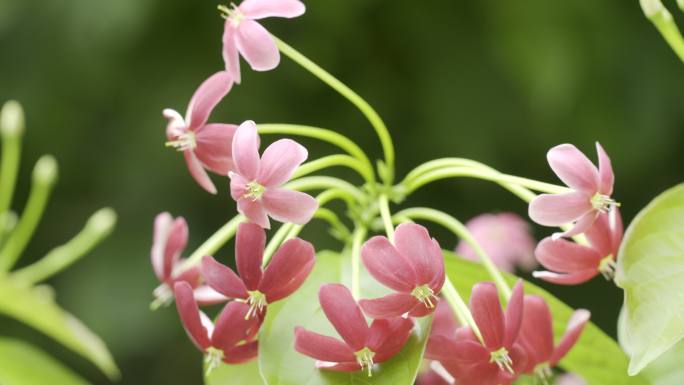 4K50P花朵阳光穿透树叶苔藓使君子