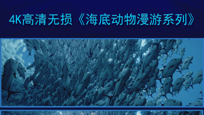 鱼群动画（觅食者的盛宴）4K无损超宽屏