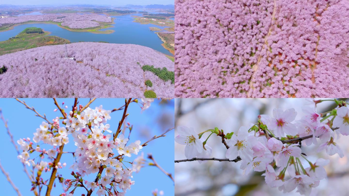 清镇红枫湖万亩樱花——每一瓣都值得等待-清镇旅游攻略-游记-去哪儿攻略