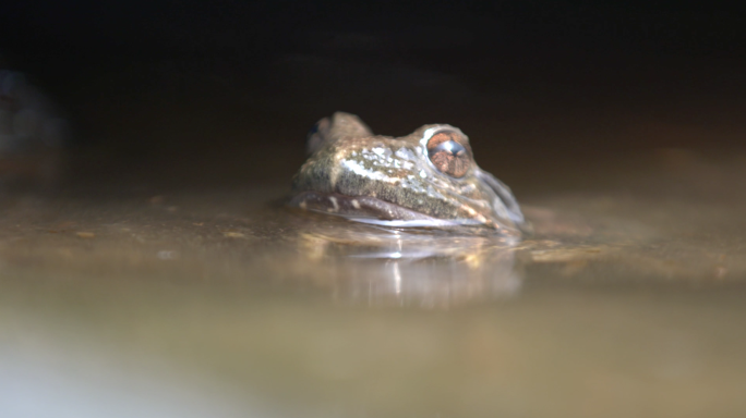 青蛙水蛙癞蛤蟆特写实拍