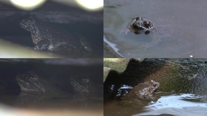 青蛙水蛙癞蛤蟆特写实拍