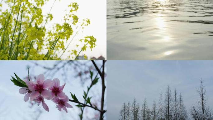 意境春天油菜花桃花运河鸟