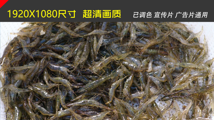 食材鱼虾鳖甲鱼鳝鱼