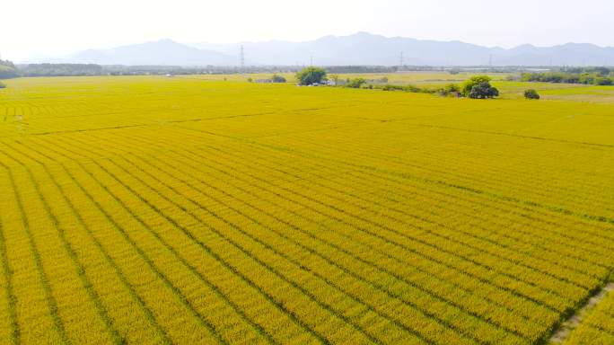 金黄稻田航拍、丰收季节