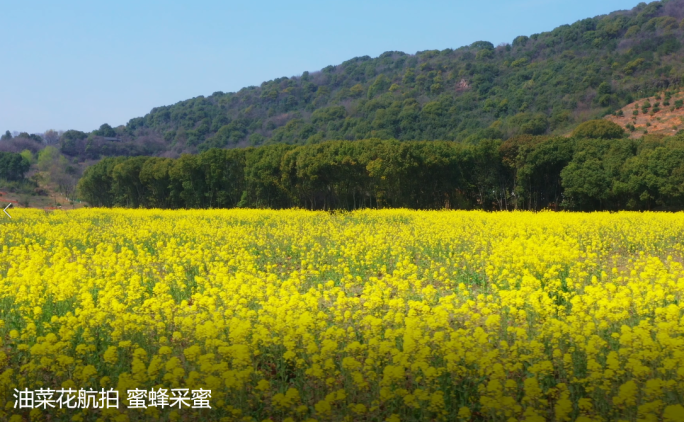 油菜花航拍蜜蜂采蜜