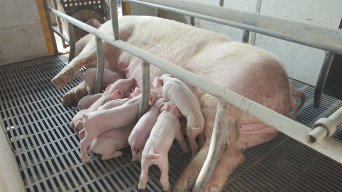实拍刚出生的小猪宝宝吃奶和猪阉割