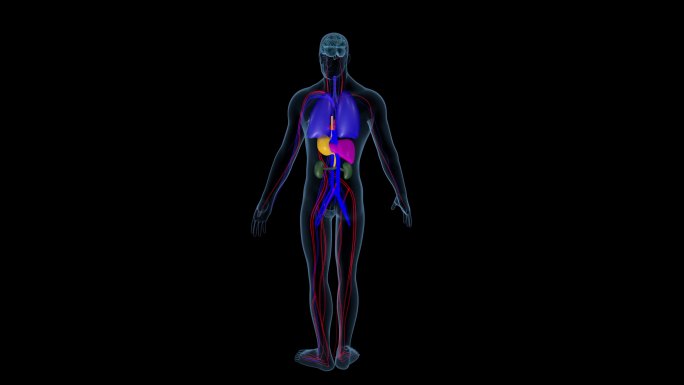4K人体模型医疗血管器官模型多角度