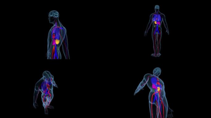 4K人体模型医疗血管器官模型多角度