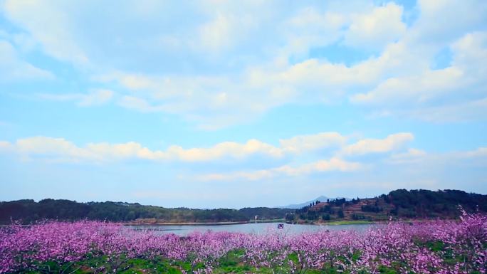 桃园桃花源桃花