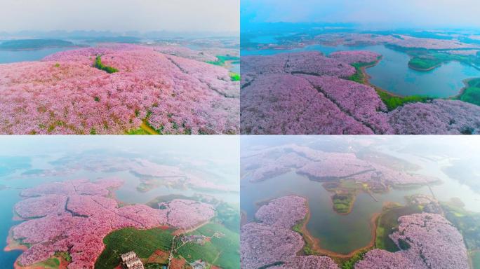 4K贵州万亩樱花园