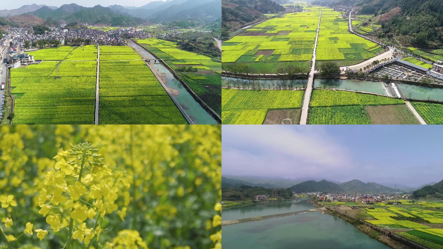 高清实拍航拍近景油菜花