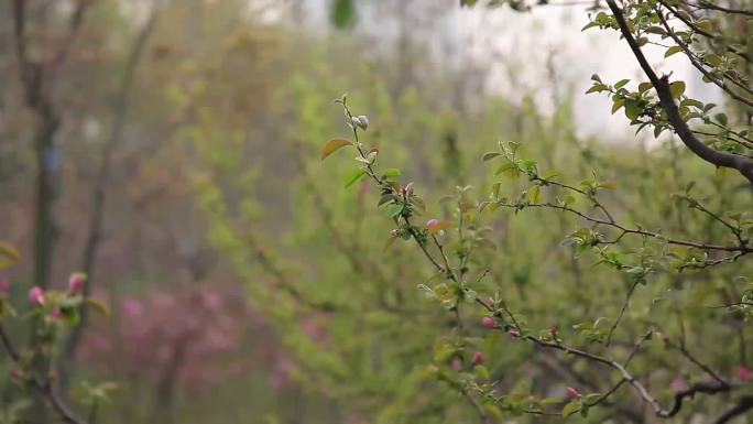 花盛开实拍视频素材