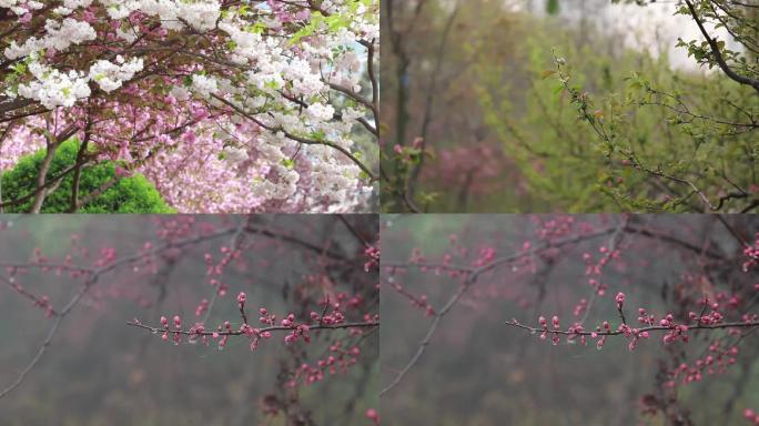 花盛开实拍视频素材