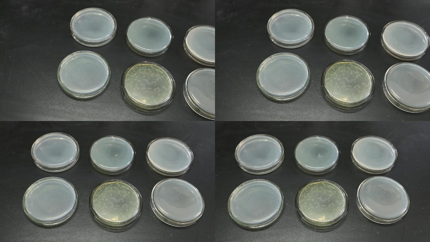 实验室微生物培养皿对比（2K）