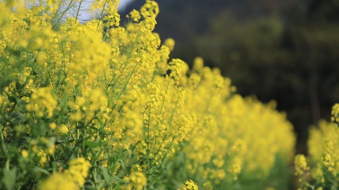 10组农村定焦镜头实拍油菜花