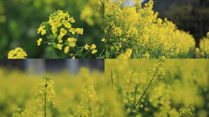 10组农村定焦镜头实拍油菜花