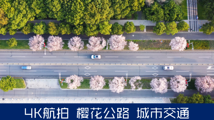 城市春天樱花公路航拍