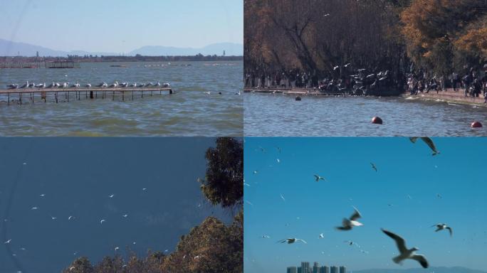 昆明滇池海鸥海埂公园