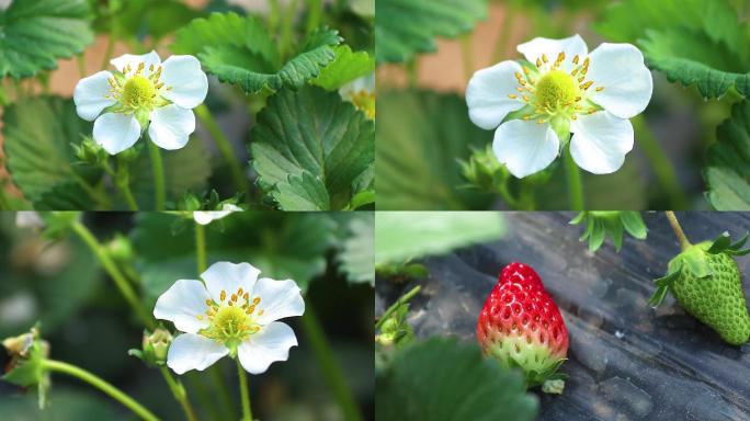春天的草莓草莓开花大棚草莓
