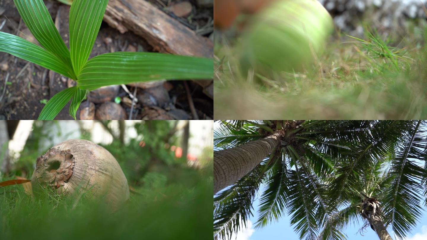 椰子苗椰子树视频