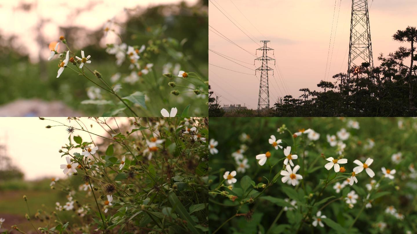 实拍黄昏路边的野花鬼针草慢镜头