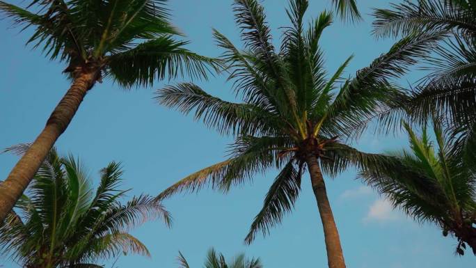 海南岛椰子树视频