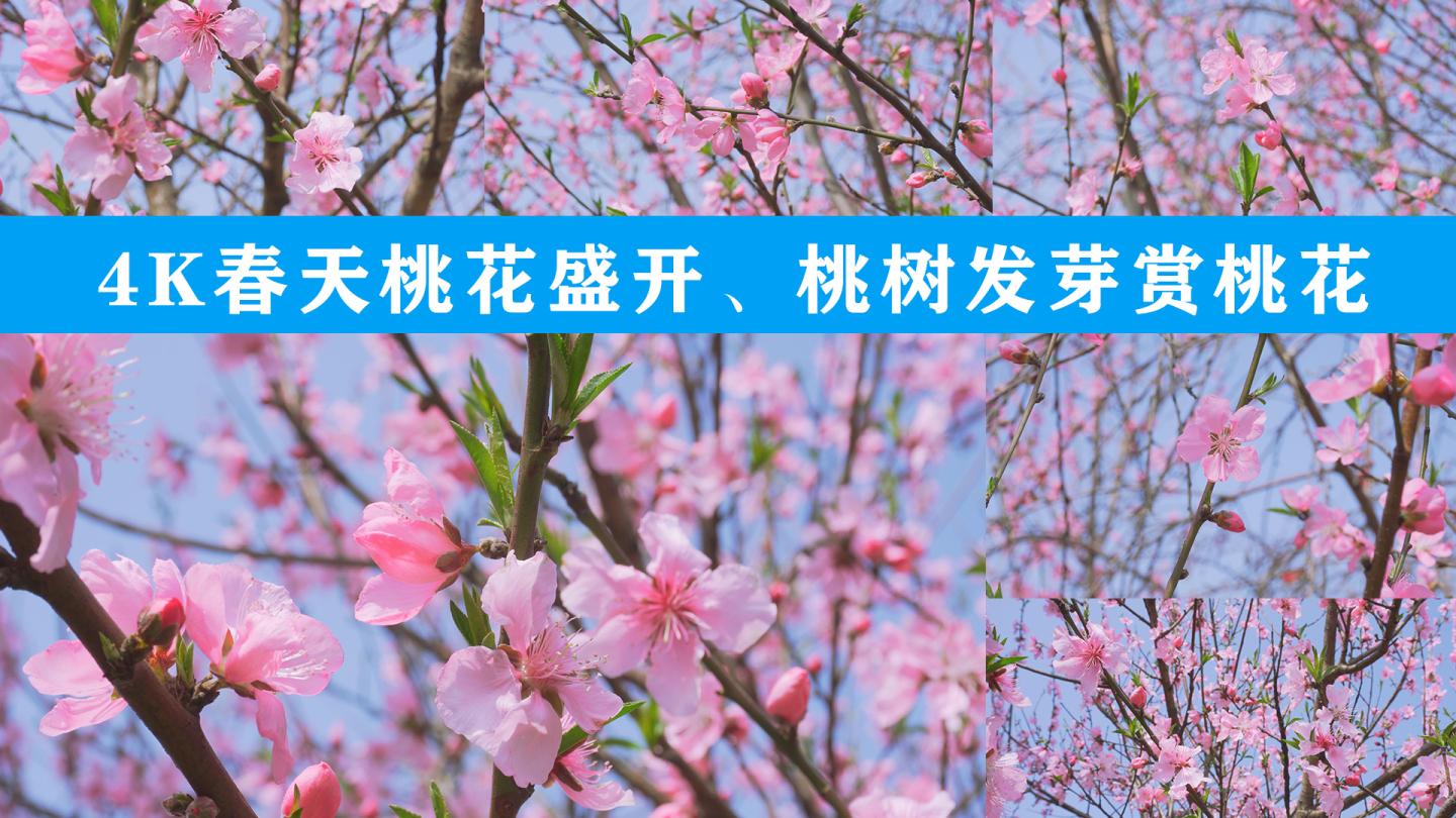 【4K】春天桃花盛开、桃树发芽赏桃花