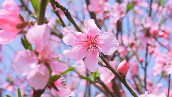 【4K】春天桃花盛开、桃树发芽赏桃花