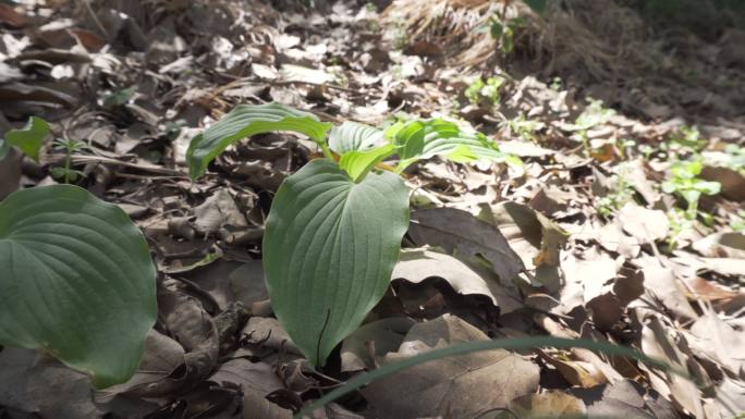 玉簪、白萼中草药