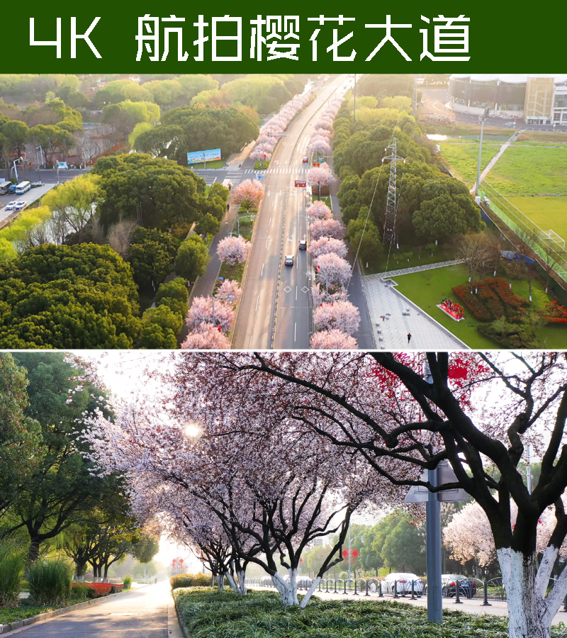 清晨城市樱花公路航拍