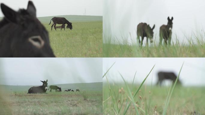 驴吃草