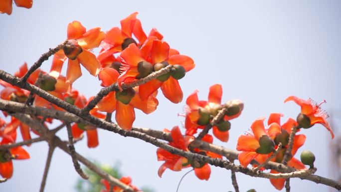 木棉花原创60帧/秒-实拍视频
