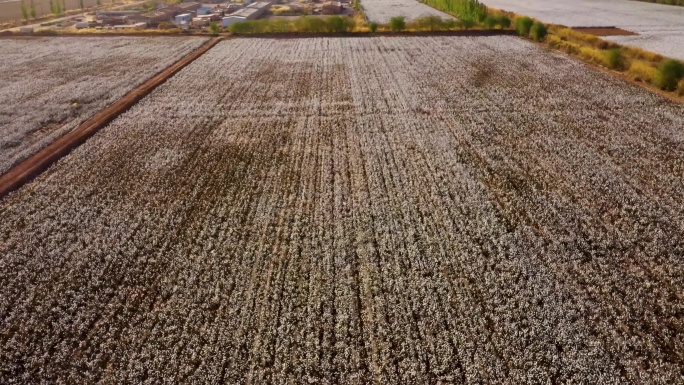 【原创·可商用】4K航拍棉花地