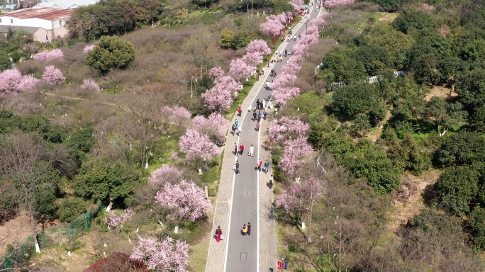 杭州超山风景区春天梅花航拍