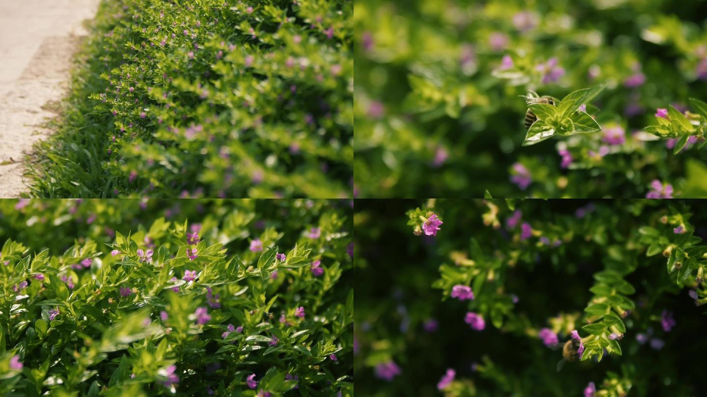 原创实拍-花丛中的蜜蜂园林绿色