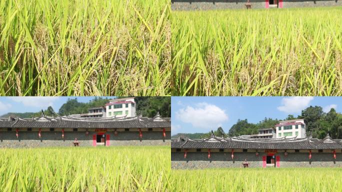 丰收水稻田农业农作物