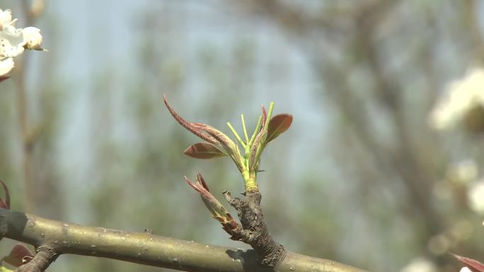 梨花人工疏花蜜蜂授粉03