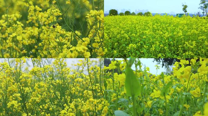 【高清视频】春天油菜花田