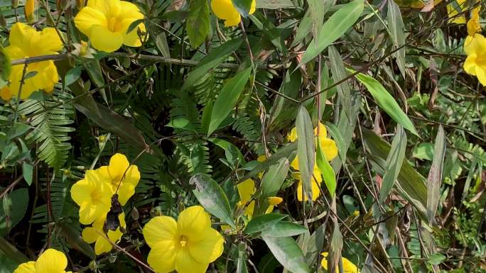 石海椒小王不留行迎春柳黄花香草白