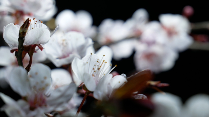 樱花_花朵旋转