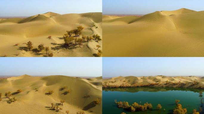 【原创·可商用】4K航拍沙漠胡杨