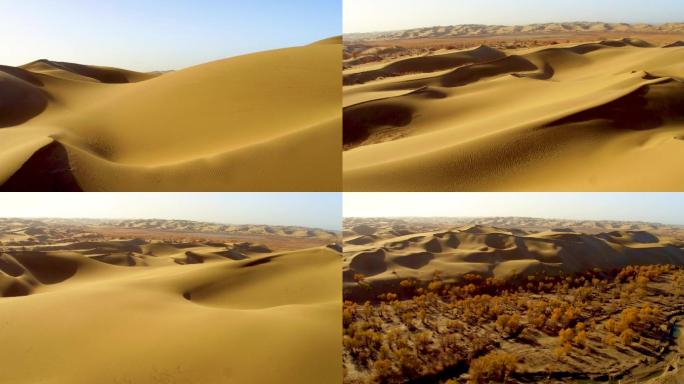 【原创·可商用】4K航拍沙漠胡杨