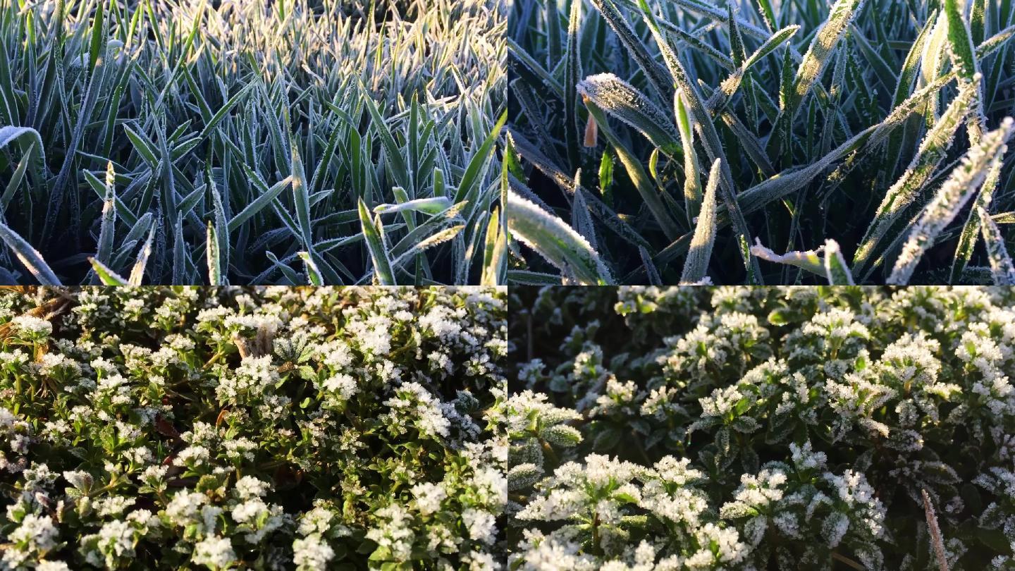 霜降麦地小草寒冷的清晨