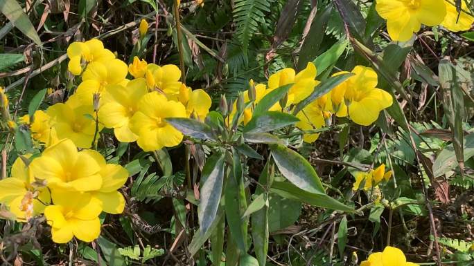 石海椒小王不留行迎春柳黄花香草白